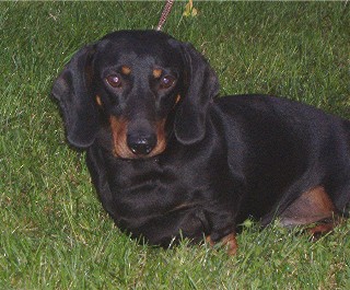 Dogs - Dachshund